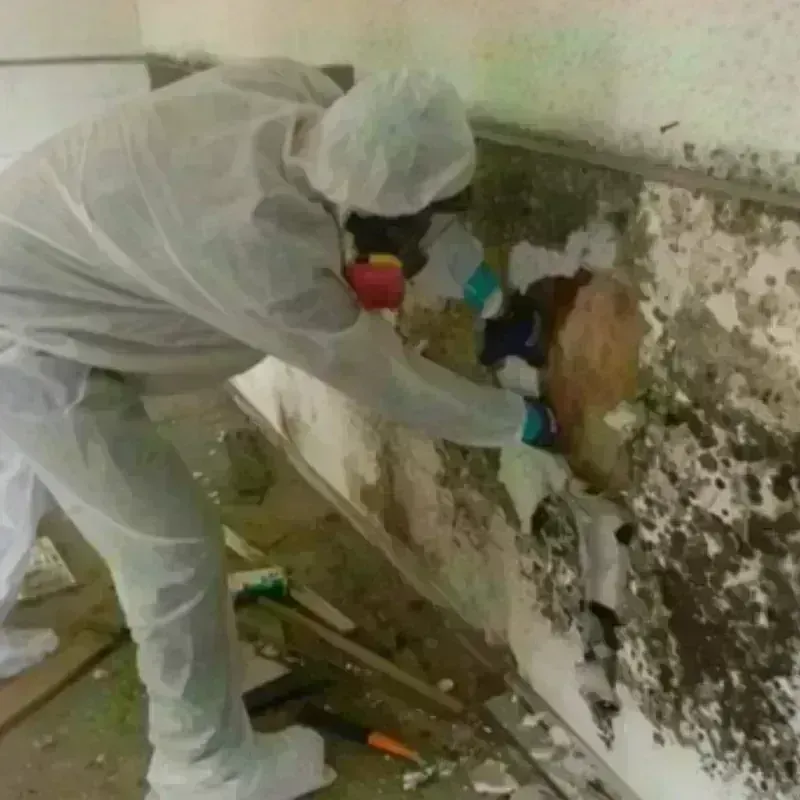 Mold Remediation and Removal in Delta County, CO